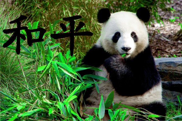 Panda bear Print